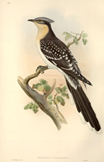 Clamator glandarius, great spotted cuckoo Clamator glandarius, great spotted cuckoo