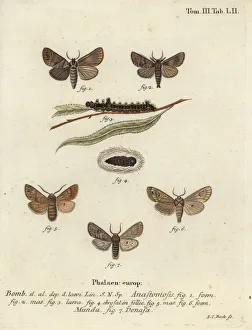 Clostera anastomosis and Nudaria mundana Clostera anastomosis and Nudaria mundana