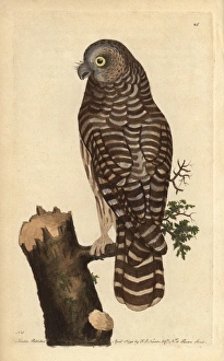 Clouded owl, great grey owl, ghost owl or Lapland Clouded owl, great grey owl, ghost owl or Lapland