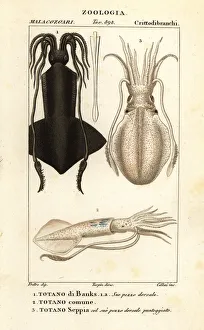Clubhook squid, European squid and cuttlefish Clubhook squid, European squid and cuttlefish