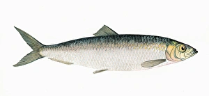 Clupea harengus, or Atlantic Herring Clupea harengus, or Atlantic Herring