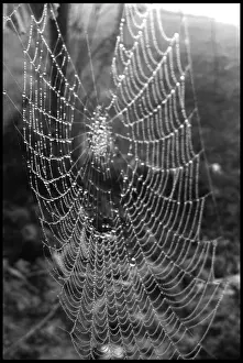 Nature's Artistry Prints: Cobweb