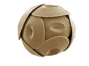 Scanning Electron Micrograph Images Prints: Coccolithus pelagicus