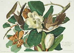 Coccyzus erythropthalmus, black-billed cuckoo Coccyzus erythropthalmus, black-billed cuckoo