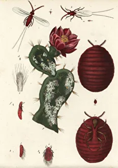 Cochineal beetle, Dactylopius coccus, on a Cochineal beetle, Dactylopius coccus, on a