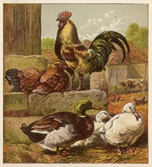Farm Animals Images Prints: Cock and Ducks