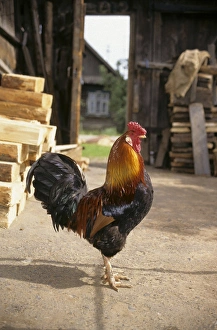 Cock in a village yard, typical colouring Cock in a village yard, typical colouring