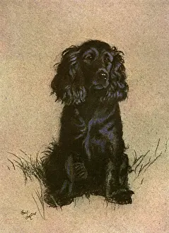 Cocker Spaniel Print by 1928, Shiny Black Coat