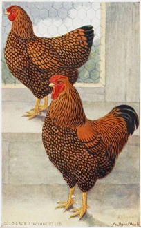 A Cockerel and Hen - Gold-Laced Wyandottes A Cockerel and Hen - Gold-Laced Wyandottes