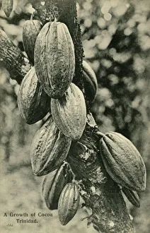 Cocoa bean pods - Trinidad - West Indies Cocoa bean pods - Trinidad - West Indies