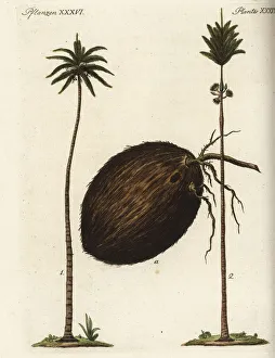 Coconut palm and Caribbean royal palm Coconut palm and Caribbean royal palm