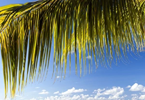 Coconut palm leaf in the evening sun Coconut palm leaf in the evening sun