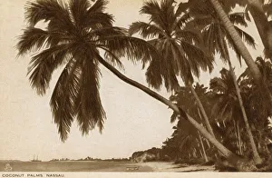 Coconut palms, Nassau, Bahamas, West Indies Coconut palms, Nassau, Bahamas, West Indies