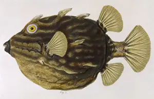 Historical Marine Life Prints: Coffer Fish 1849