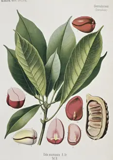Tropical Plant Images Prints: Cola acuminata, cola nut