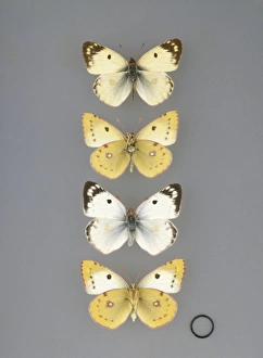 Colias hyale, pale clouded yellow butterfly Colias hyale, pale clouded yellow butterfly