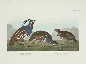 Colinus cristatus, crested bobwhite, Oreortyx pictus, mounta Colinus cristatus, crested bobwhite, Oreortyx pictus, mounta