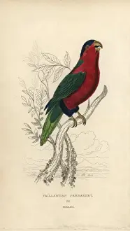 Prints of Collared lory, Phigys solitarius.. Handcolored steel engraving by Joseph Kidd from Sir Thomas Dick Lauder and Captain Thomas Browns Miscellany of Natural History: Parrots, Edinburgh, 1833 Scottish Borders Prints: Collared Lory Print, Handcolored Steel Engraving, 1833