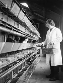 Historical Farming Practices UK Prints: Collecting Eggs