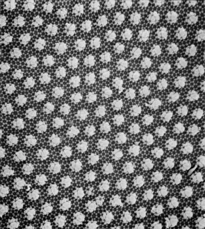 Scanning Electron Microscope Image Prints: Collembola sp. springtail