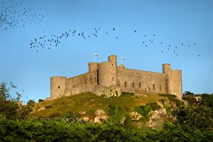 Colonies of rooks fly above Harlech Castle, north Wales Colonies of rooks fly above Harlech Castle, north Wales
