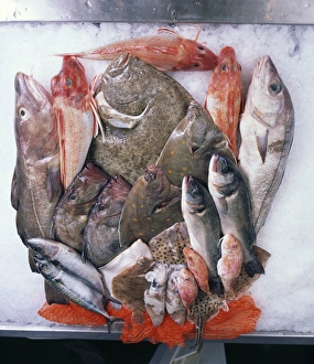 A colouorful display of local fresh fish, Cornwall A colouorful display of local fresh fish, Cornwall
