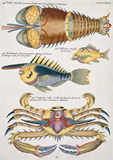 Colourful illustration of two fish, a crab and a crayfish Colourful illustration of two fish, a crab and a crayfish