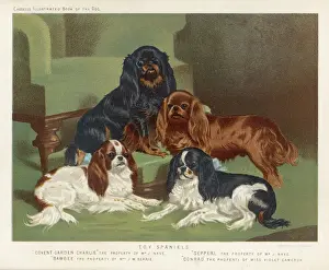 Prints of Four King Charles Spaniels, one of each colour: 1. Blenheim 2. Black and tan 3. Ruby 4. Tricolour King Charles Prints: Four Colours Together Print: King Charles Spaniels