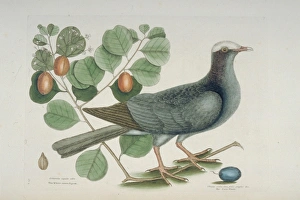 Columba leucocephala, white-crowned pigeon Columba leucocephala, white-crowned pigeon