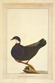 Columba vitiensis, white-throated pigeon Columba vitiensis, white-throated pigeon