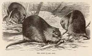 COYPU