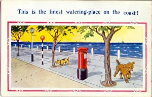 Comic postcard, Dogs at the seaside Date: 20th century Comic postcard, Dogs at the seaside Date: 20th century