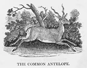 Bewick Prints: Common Antelope (Bewick)