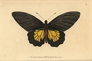 Common birdwing butterfly, Troides helena Common birdwing butterfly, Troides helena
