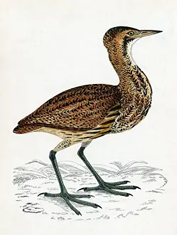 Bittern Bird Prints: Common Bittern