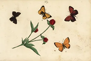 Common blue, Provence hairstreak, purple-edged Common blue, Provence hairstreak, purple-edged