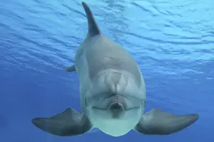 Common Bottlenose Dolphin Prints: Common Bottlenose Dolphin