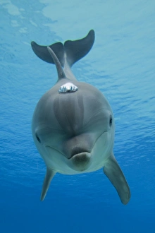 Common Bottlenose Dolphin - with air bubble Common Bottlenose Dolphin - with air bubble