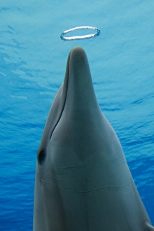 Common Bottlenose Dolphin - with air bubble ring Common Bottlenose Dolphin - with air bubble ring