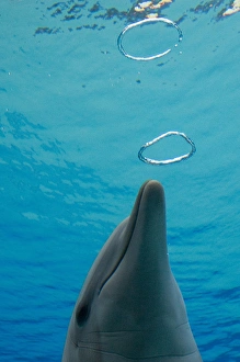 Common Bottlenose Dolphin - with air bubble rings Common Bottlenose Dolphin - with air bubble rings