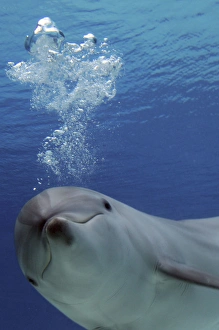 Common Bottlenose Dolphin - with air bubbles Common Bottlenose Dolphin - with air bubbles
