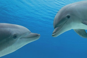 Common Bottlenose Dolphin - two facing each other Common Bottlenose Dolphin - two facing each other