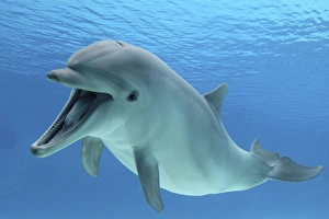 Common Bottlenose Dolphin - with mouth open Common Bottlenose Dolphin - with mouth open
