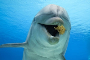 Common Bottlenose Dolphin - playing with leaf Common Bottlenose Dolphin - playing with leaf