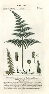 Common bracken or brake, Pteridium aquilinum Common bracken or brake, Pteridium aquilinum