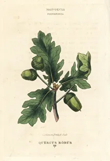 Common British oak tree, Quercus robur Common British oak tree, Quercus robur