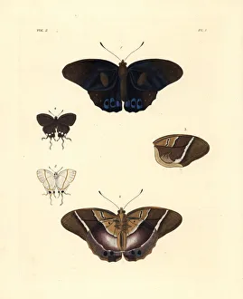 Common brown morpho and falsehead butterfly Common brown morpho and falsehead butterfly
