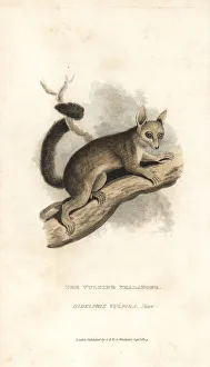 Common brushtail possum, Trichosurus vulpecula Common brushtail possum, Trichosurus vulpecula