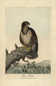 Common buzzard, Falco buteo, Buteo buteo Common buzzard, Falco buteo, Buteo buteo