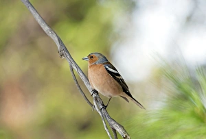 Common Chaffinch - adult male - territorial behaviour Common Chaffinch - adult male - territorial behaviour